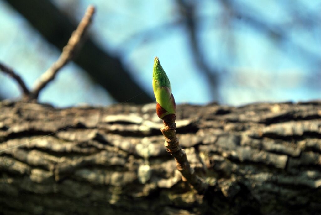 twig, bloom, grow